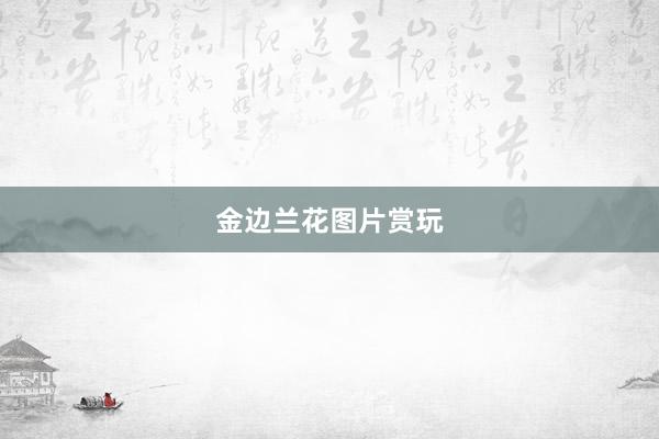 金边兰花图片赏玩