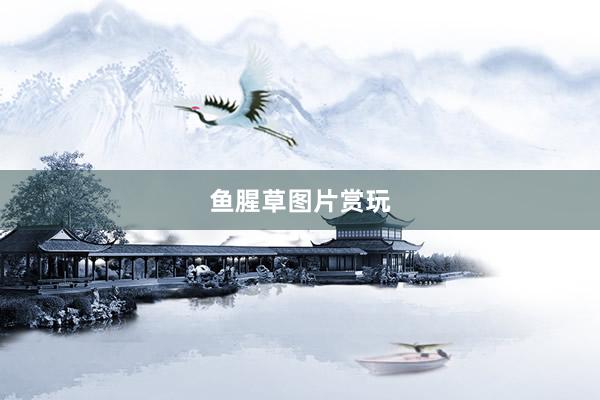 鱼腥草图片赏玩
